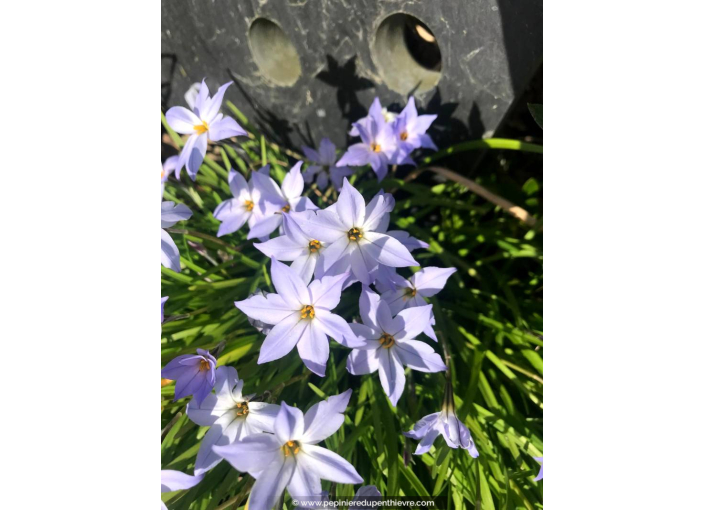 IPHEION uniflorum 'Wisley Blue'