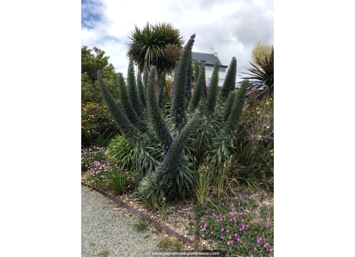ECHIUM candicans ECHIUM candicans