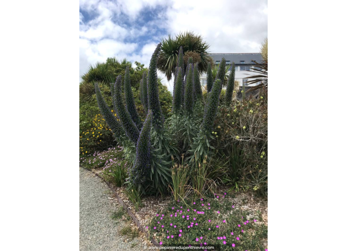 ECHIUM candicans