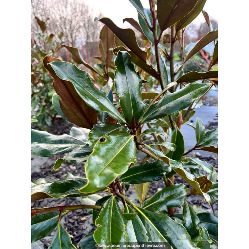 MAGNOLIA grandiflora 'Purpan'
