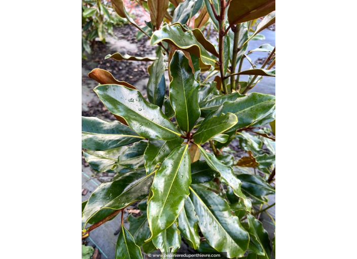 MAGNOLIA grandiflora 'Purpan'