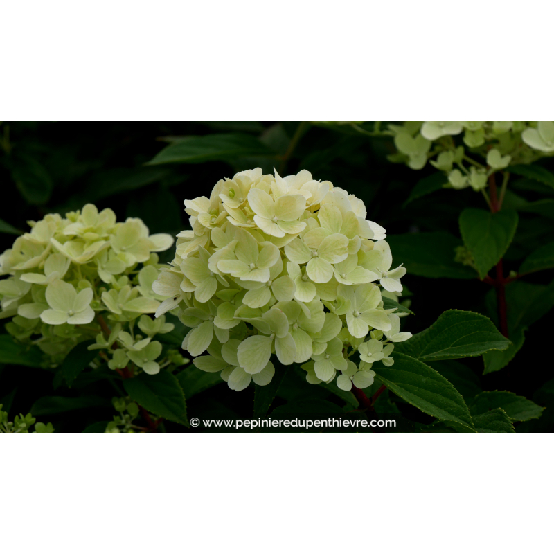 HYDRANGEA paniculata 'Mojito'