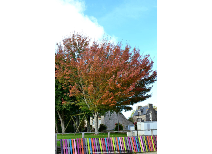 ACER ginnala ACER ginnala