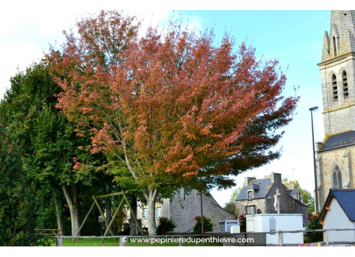 ACER ginnala