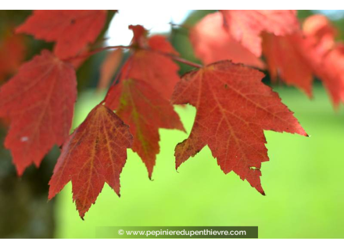 ACER ginnala ACER ginnala