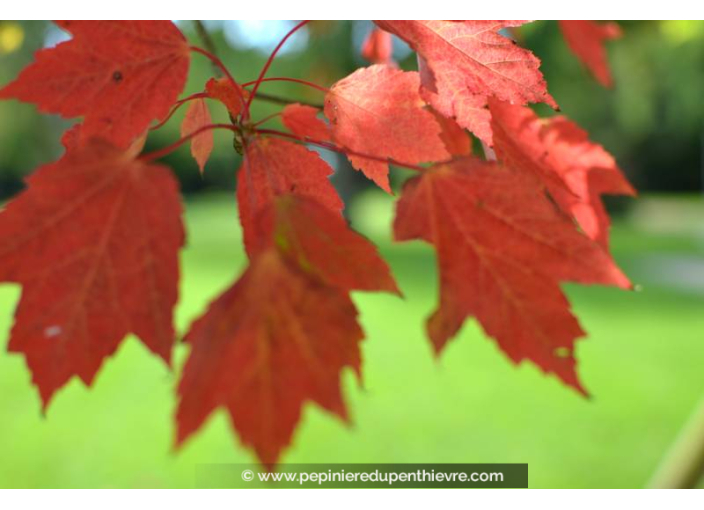 ACER ginnala ACER ginnala