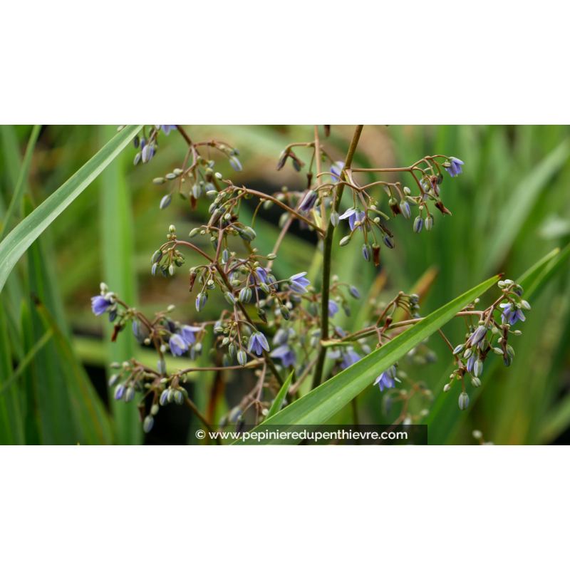 DIANELLA caerulea 'Cassa Blue'