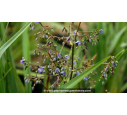 DIANELLA caerulea 'Cassa Blue'