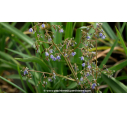 DIANELLA caerulea 'Cassa Blue'