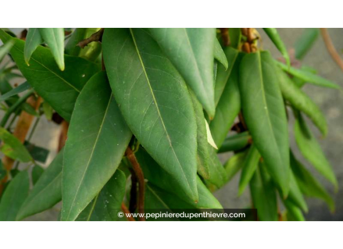LONICERA henryi