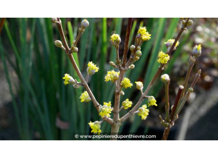 CORNUS officinalis CORNUS officinalis