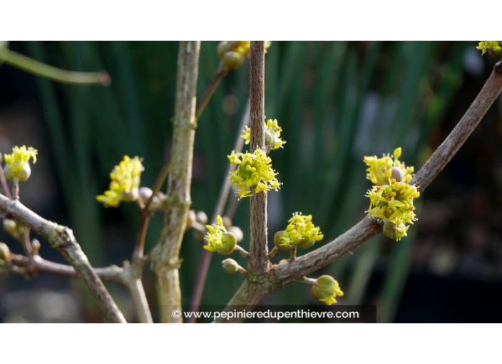 CORNUS officinalis CORNUS officinalis