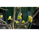 CORNUS officinalis CORNUS officinalis