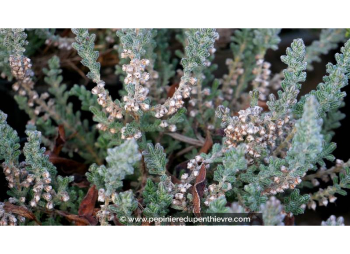 CALLUNA vulgaris 'Silver Knight'