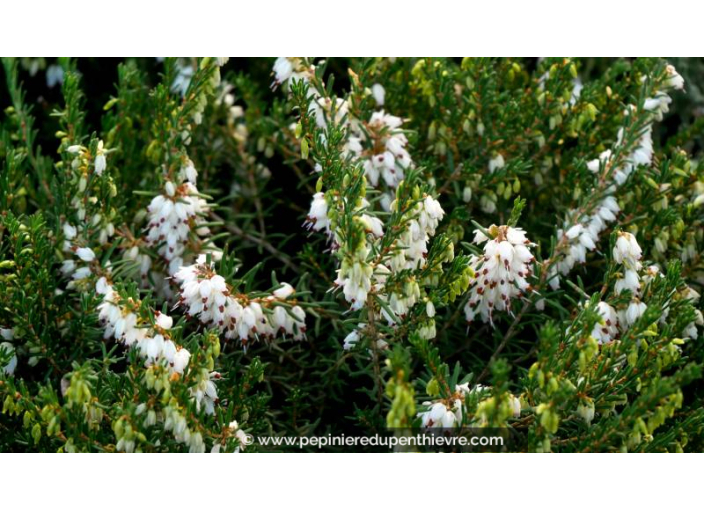 ERICA x darleyensis 'Silberschmelze'