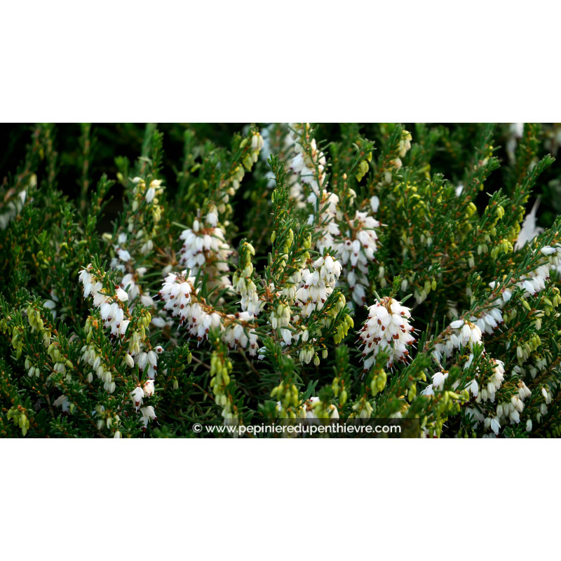 ERICA x darleyensis 'Silberschmelze'