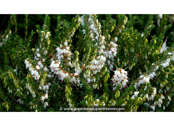 ERICA x darleyensis 'Silberschmelze'