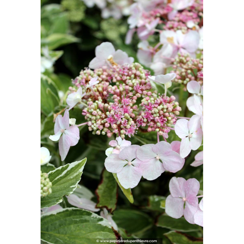 HYDRANGEA macrophylla 'Tricolor'
