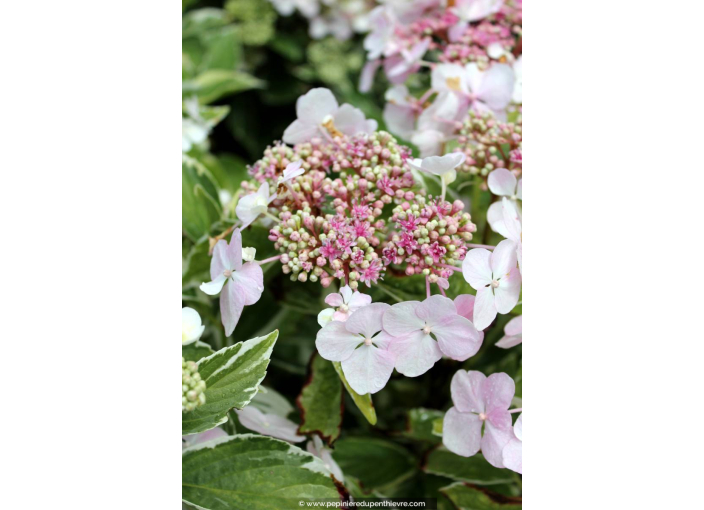 HYDRANGEA macrophylla 'Tricolor'