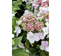 HYDRANGEA macrophylla 'Tricolor'
