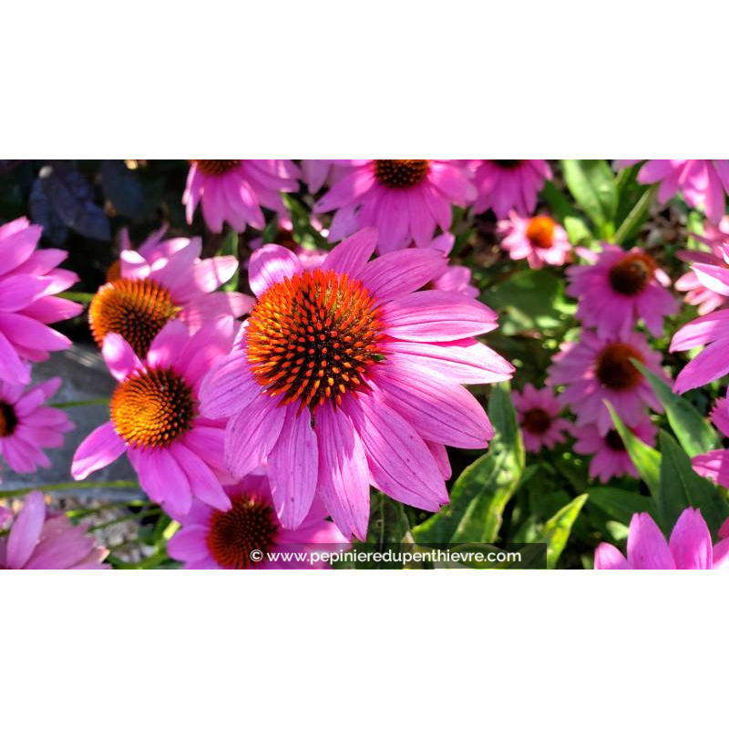 ECHINACEA purpurea