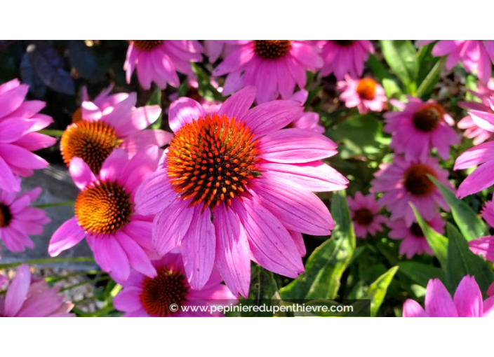 ECHINACEA purpurea