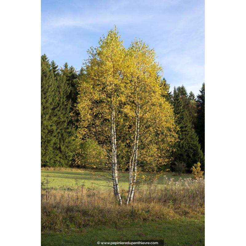BETULA pubescens