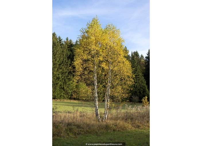 BETULA pubescens
