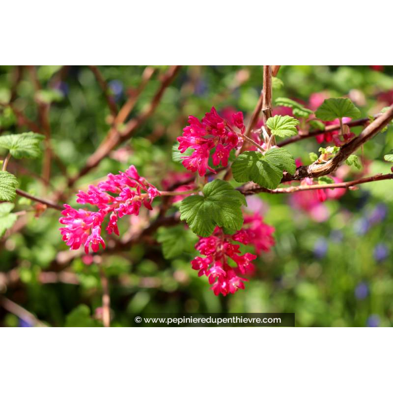 RIBES sanguineum 'King Edward VII'