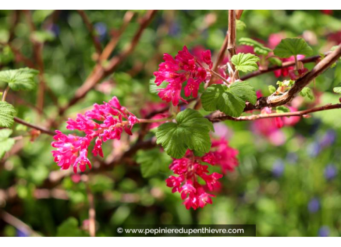RIBES sanguineum 'King Edward VII'