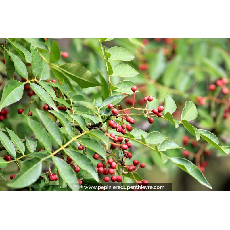 ZANTHOXYLUM piperitum