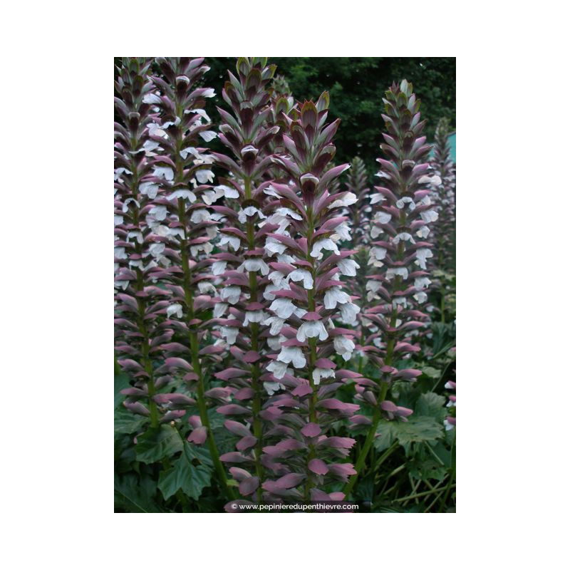 ACANTHUS mollis
