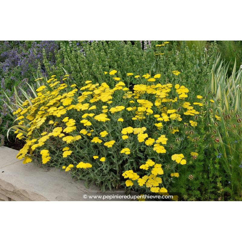 ACHILLEA clypeolata 'Moonshine'