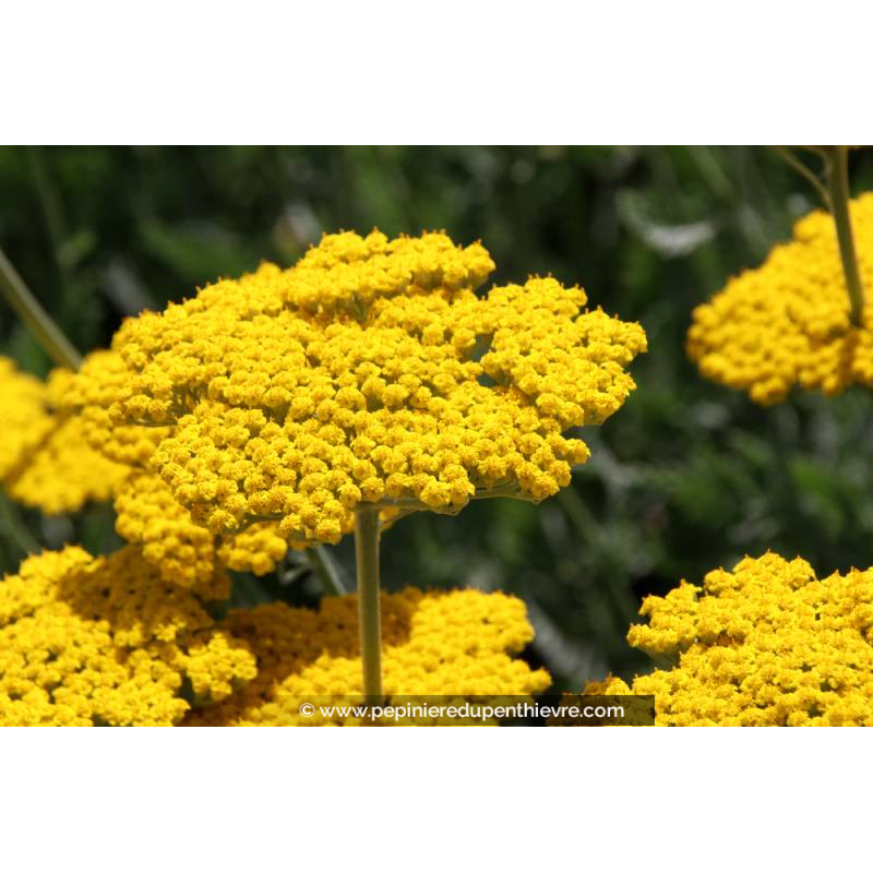ACHILLEA filipendula 'Coronation Gold'