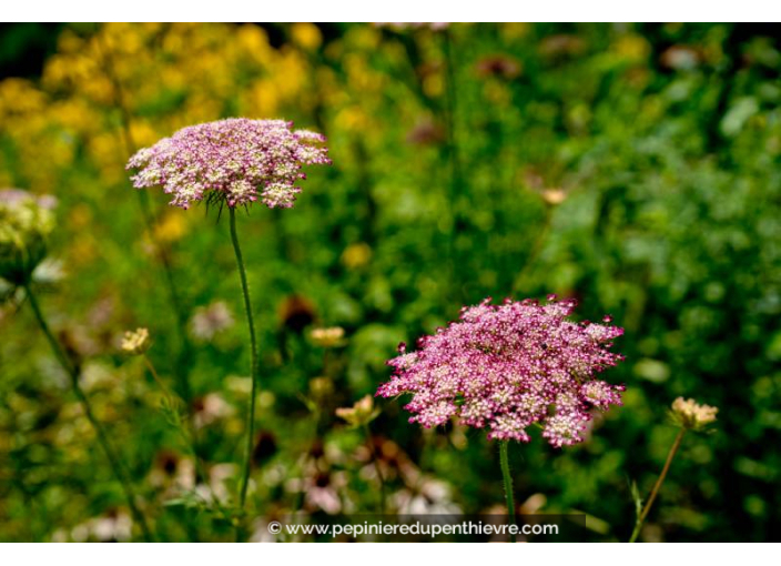 ACHILLEA millefolium 'Colorado'