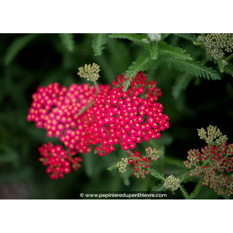 ACHILLEA millefolium 'Red Velvet'
