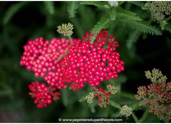 ACHILLEA millefolium 'Red Velvet'