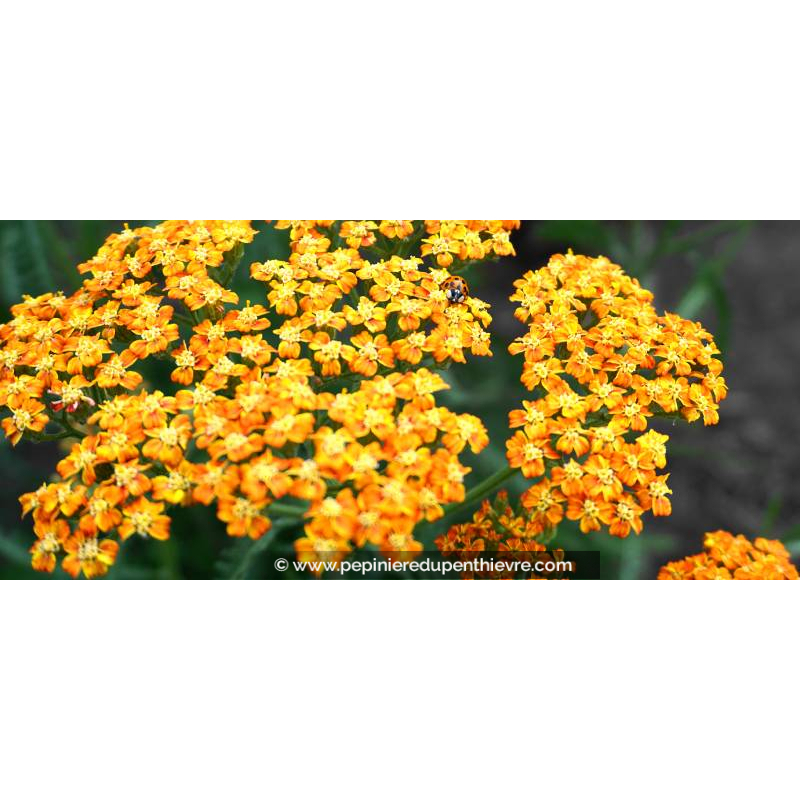 ACHILLEA millefolium 'Terracotta'