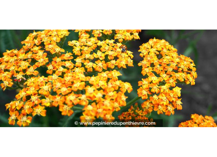 ACHILLEA millefolium 'Terracotta'