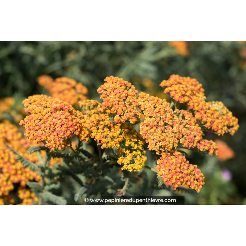 ACHILLEA millefolium 'Walther Funcke'