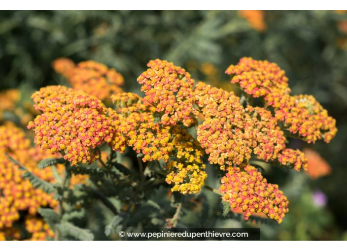 ACHILLEA millefolium 'Walther Funcke'