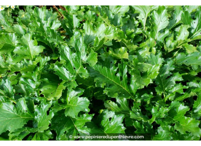 ACANTHUS mollis ACANTHUS mollis