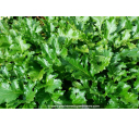 ACANTHUS mollis ACANTHUS mollis