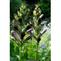 ACANTHUS mollis