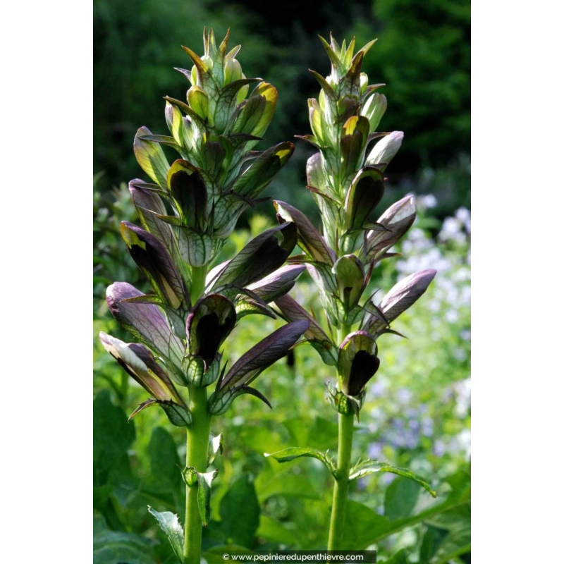 ACANTHUS mollis
