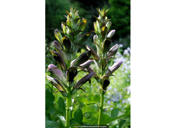 ACANTHUS mollis