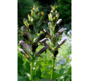 ACANTHUS mollis ACANTHUS mollis