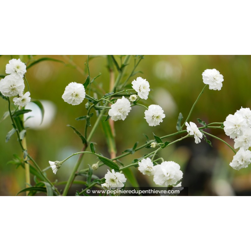ACHILLEA ptarmica 'La Perle'