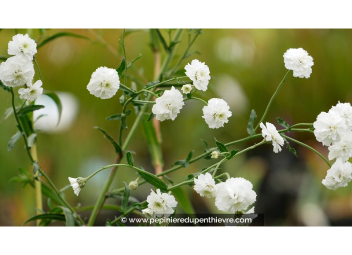 ACHILLEA ptarmica 'La Perle'