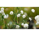 ACHILLEA ptarmica 'La Perle' ACHILLEA ptarmica 'La Perle'